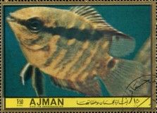 Cichlasoma festivum