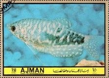 Three-spot Gourami (Trichopodus trichopterus)