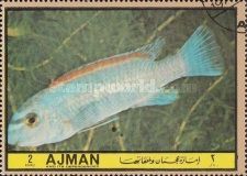 Labeotropheus trewavasis