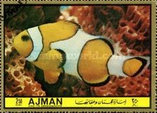 Amphiprion percula