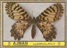 Southern Festoon (Thais polyxena)