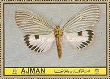 Moth (Neochera butteri)