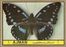 Blue-spotted Charaxes (Charaxes ameliae)