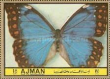 Anaxibia Morpho (Morpho anaxibia)