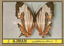 Butterfly (Sykophages achates)