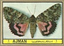 Dark Crimson Underwing (Astiotes sponsa)