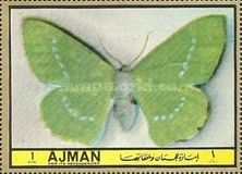 Large Emerald (Geometra papilionaria)