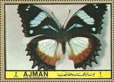 Madagascar Diadem (Hypolimnas dexithea)