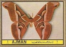 Ailanthus Silkmoth (Samia cynthia)