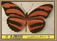 Banded Orange Heliconian (Colaenis stupenda)