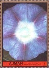 Ipomoea purpurea
