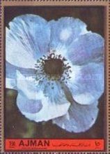 Anemone coronaria
