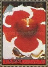 Gloxinia speciosa