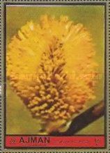 Salix Capraea