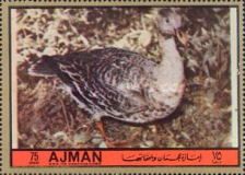 Greylag Goose