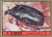 Scarabeus Beetle (Scarabeus sp.)
