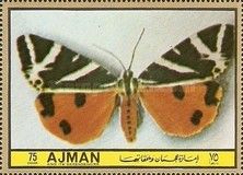 Jersey Tiger or Spanish Flag (Euplagia quadripunctaria)