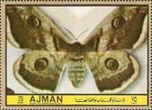 Large emperor moth (Saturnia pyri)
