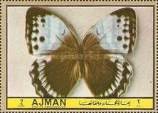 Northern Jungle Queen (Stichophthalma camadeva)