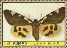 Tiger Moth (Pericallia matronula)