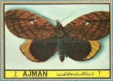 Moth (Phyllodes specialis)