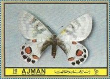 Regal Apollo (Parnassius charitonius)