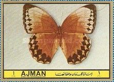 Butterfly (Stichophthalma howqua)