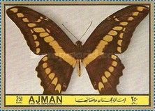King Swallowtail (Papilio thoas ssp. brasiliensis)