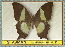 Malabar Banded Peacock (Papilio buddha)