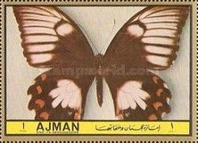Orchard Swallowtail (Papilio aegeus)