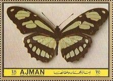 Dido Longwing (Metamorpha dido)