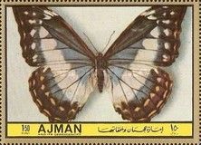 Cypris Morpho (Morpho cypris)