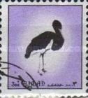 Black Stork (Ciconia nigra)