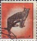 Tiger (Panthera tigris)