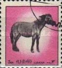 Prezwalski Horse (Equus prezwalski)
