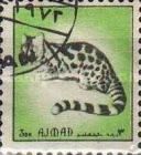 Genet (Genetta sp.)