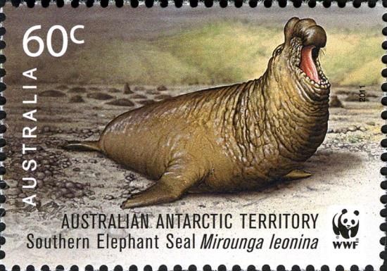 Fur Seal (Arctocephalus sp.)
