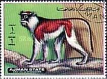 Blue Nile patas monkey (Erythrocebus poliophaeus)