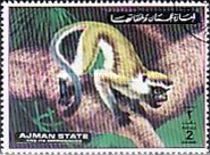 Vervet monkey (Chlorocebus pygerythrus)