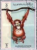 Young Orang-Utan