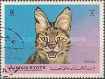 Serval (Leptailurus serval)