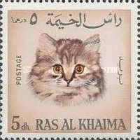 Cat (Felis silvestris catus)