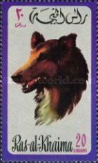 Rough Collie (Canis lupus familiaris)