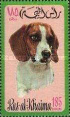 Beagle (Canis lupus familiaris)