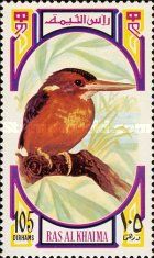 African Pygmy Kingfisher (Ispidina picta)