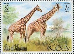 Giraffe (Giraffa camelopardalis)