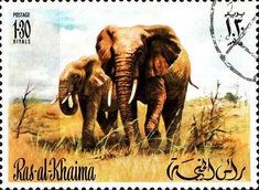 African Elephant (Loxodonta africana)