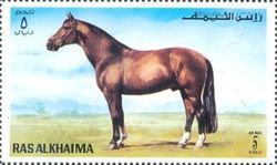 Horse Painting