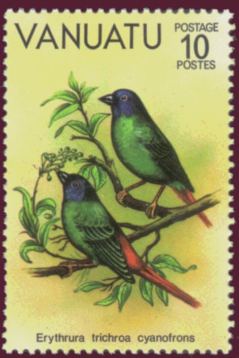 Blue-faced Parrotfinch (Erythrura trichroa cyanofrons)