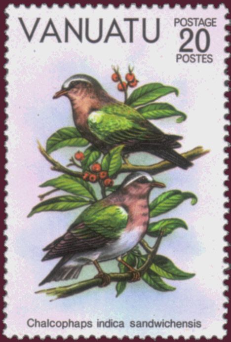 Pacific Emerald Dove (Chalcophaps indica sandwichensis)